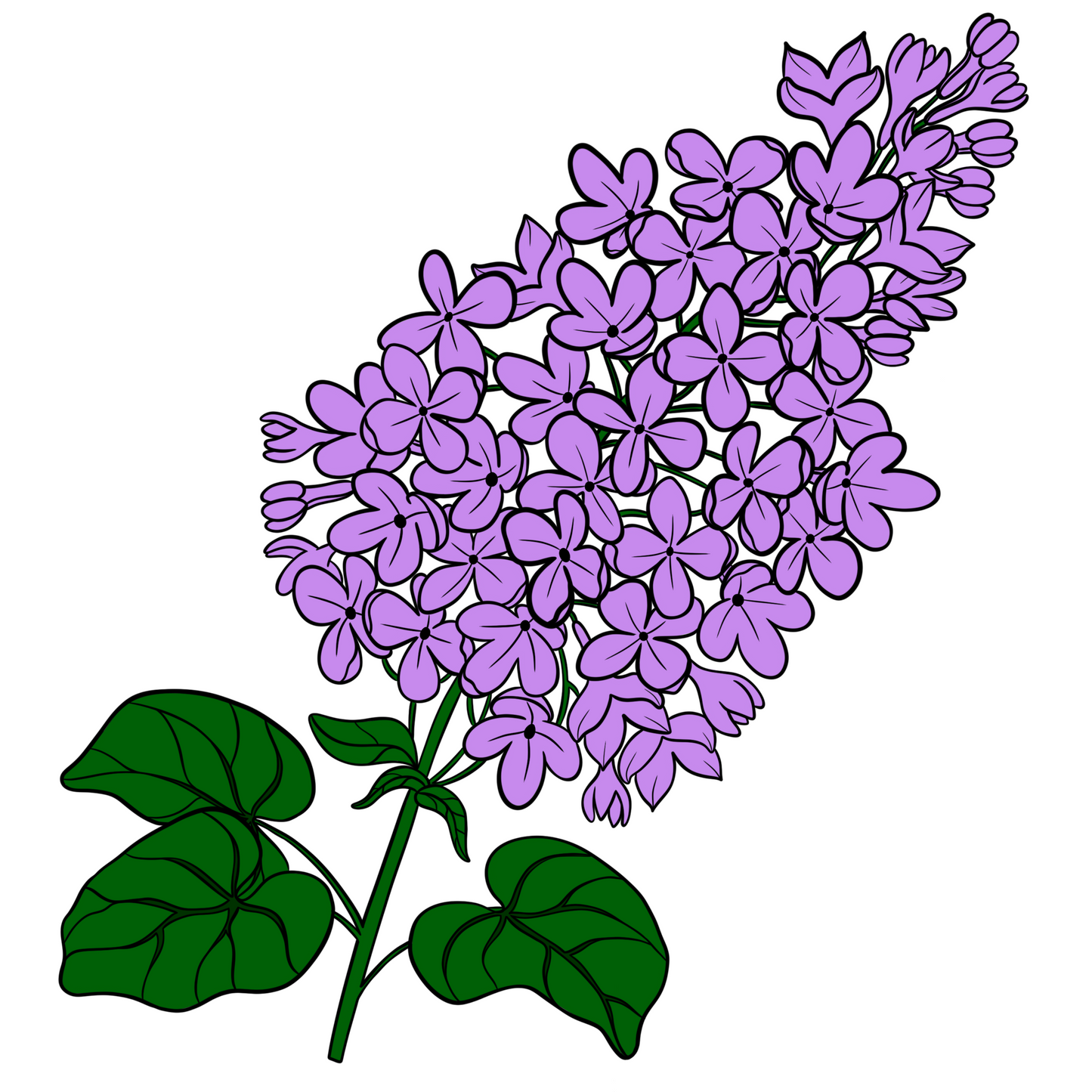 Rochester Lilacs